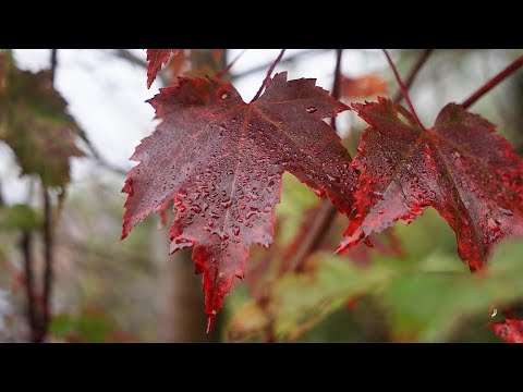 Early Fall Canoe Trip in Canada - Trout Fishing and Camping with Joe Robinet