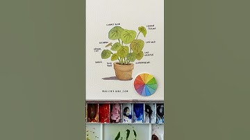 Choosing colors for underpainting in watercolor #watercolorpainting #watercolortutorial #watercolor