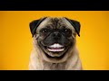 Doggy Dentures - PEDIGREE® DENTASTIX® Commercial