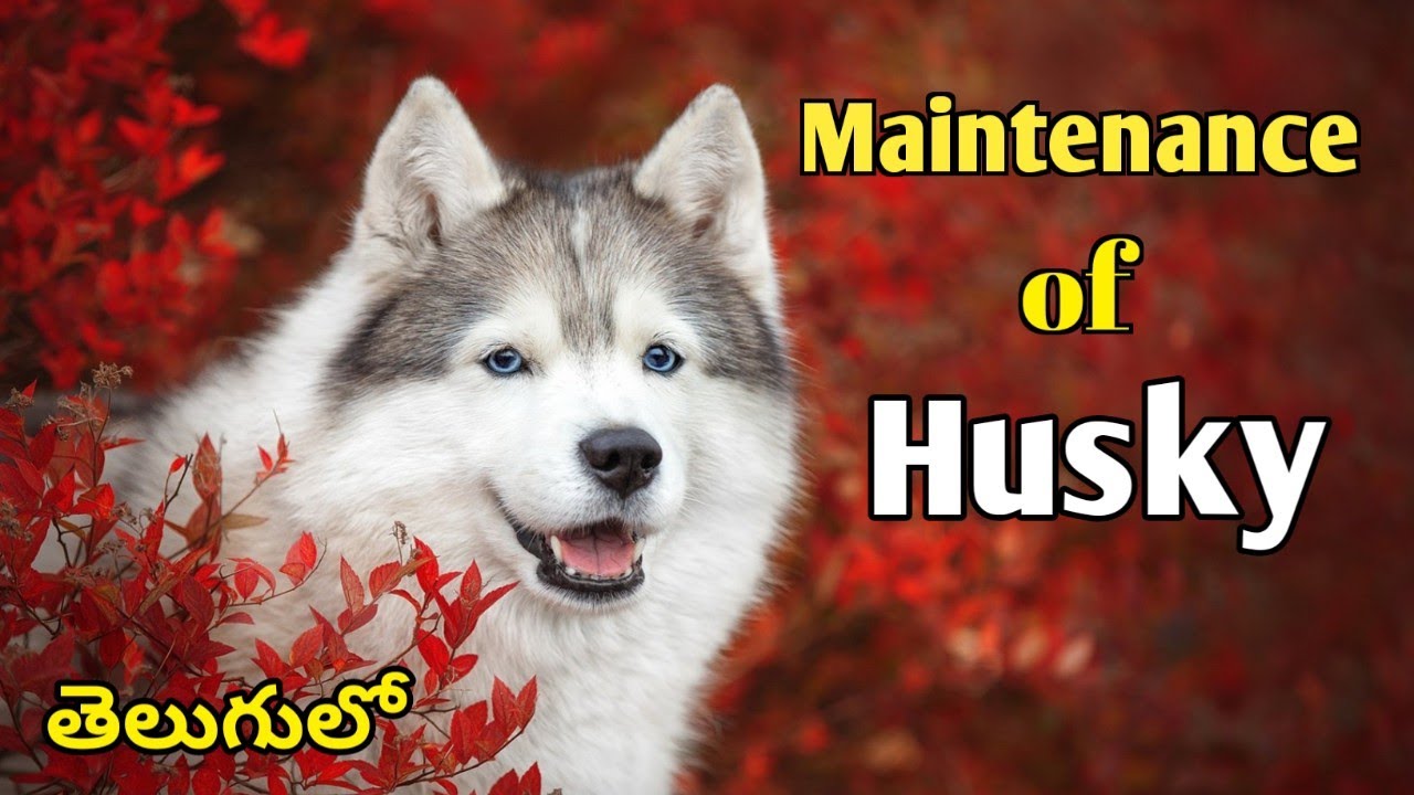 Содержание хаски на телугу || Сибирский хаски || Полная информация || Видеоблоги о щенках Кирти