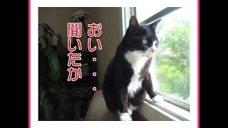 ネコ界でも話題沸騰！CanCam1月号付録ネコ型「魔法の自撮りライト」