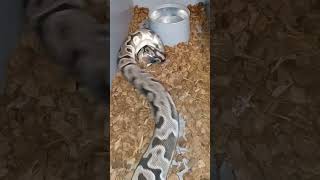 0.1 VPI Axanthic Leopard 🐆