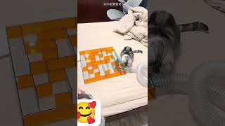 naughty squirrel Got a tricky Game #facts #viral