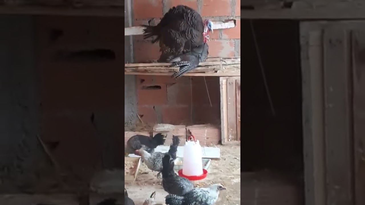 تزاوج الديك الرومي