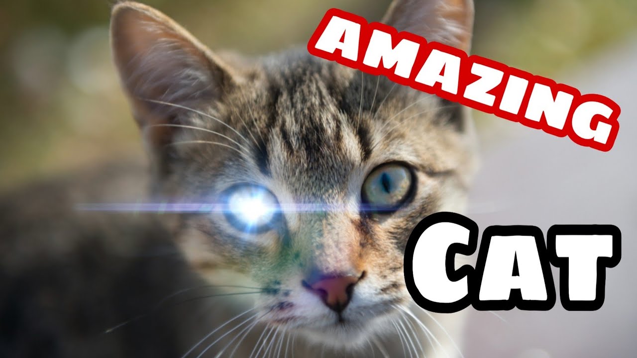 Most talented cat open a door lock🙀|Really Amazing.....!