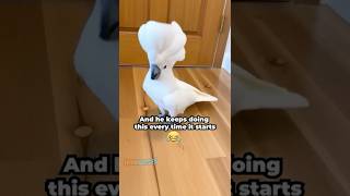 Proof That Everything Is A Beat If Youre A Bird