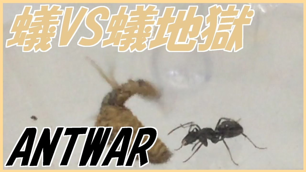 蟻戦争 アリvsアリジゴク編 Ant Vs Antlion Youtube