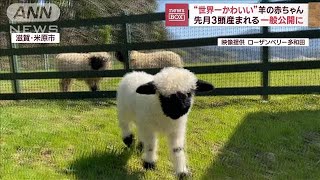モフモフ！「世界一かわいい羊」赤ちゃん公開　滋賀・米原市(2023年3月30日放送)