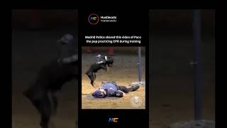 Madrid Police shared this video of Paco the pup practicing CPR during training#usa #movie
