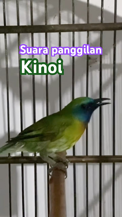 Pancingan kinoi agar bunyi #kinoigacor #kinoiisian #birdsong #shortsvideo #shorts #viralbird