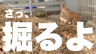 暖かくなって穴掘りプロジェクト始動　#963