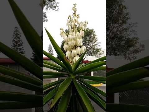 Video: Florece en las plantas de yuca - ¿Por qué no florece mi planta de yuca?