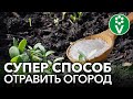 ЗАБУДЬТЕ ОБ ЭТОЙ ПОДКОРМКЕ РАЗ И НАВСЕГДА! Самый страшный враг плодородных почв