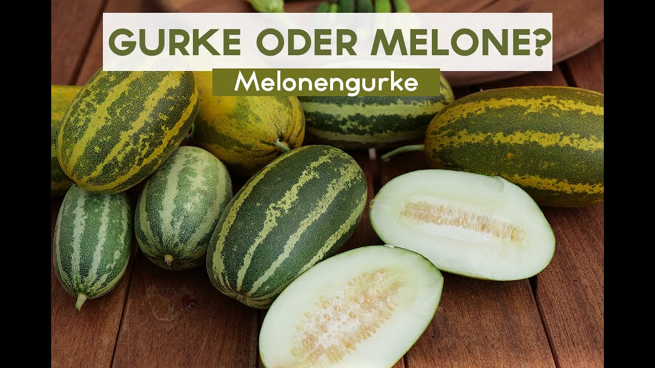 Diese Frucht darf in deinem Garten nicht mehr fehlen - Melonengurke