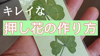 押し花の作り方 色鮮やかな押し花を作る