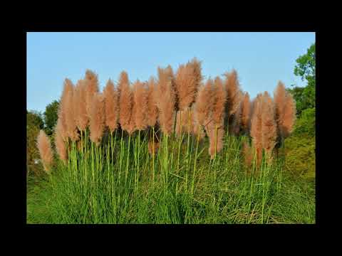 Video: Ornamental Indian Grasses: Trồng cỏ Ấn Độ trong cảnh quan