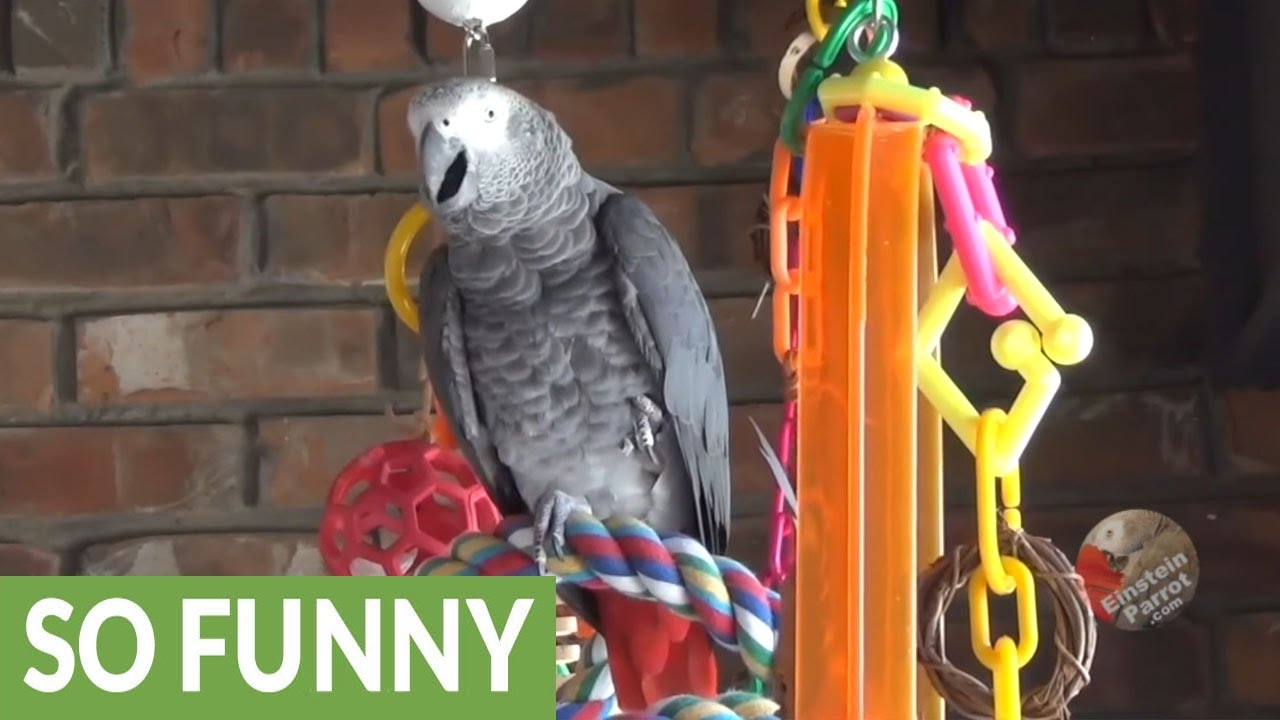 Einstein the Parrot demonstrates use of voice inflection