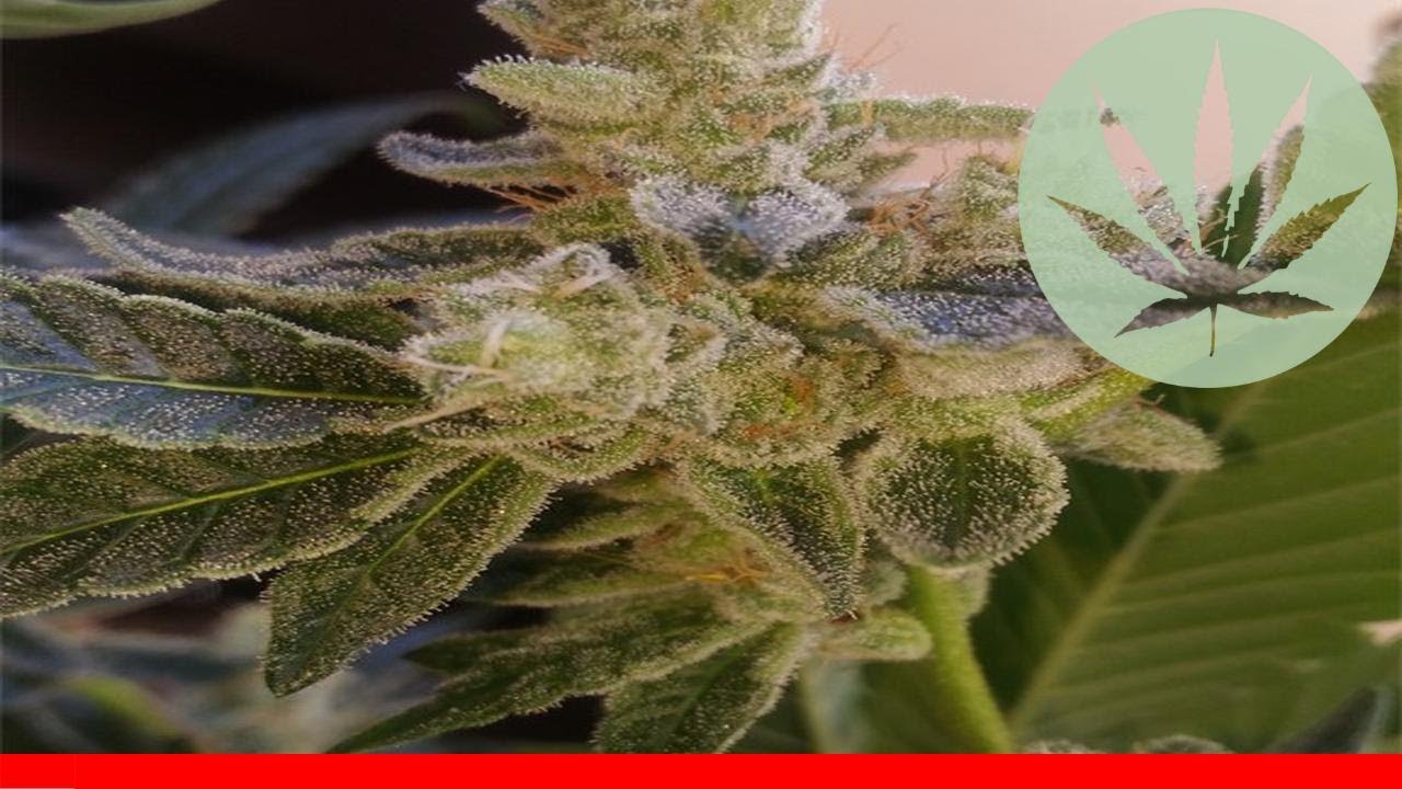 Jack Frost - All About This Strain