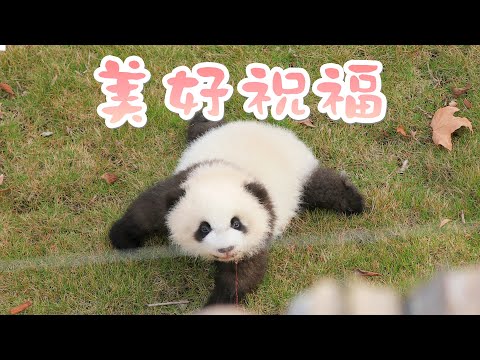 《熊貓早晚安》小熊寶向你發來三條祝福 | iPanda熊貓頻道
