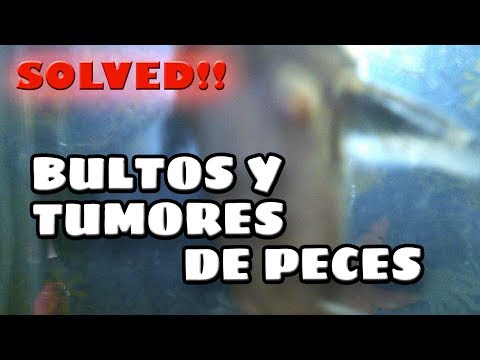 BULTOS, TUMORES, Y QUISTES EN PECES DE ACUARIO | TODOS LOS TIPOS DE BULTOS EN PECES