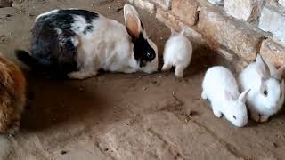 you make me feel bunny tastic by Ducklings&Bunnies 1,104 views 1 month ago 2 minutes, 29 seconds
