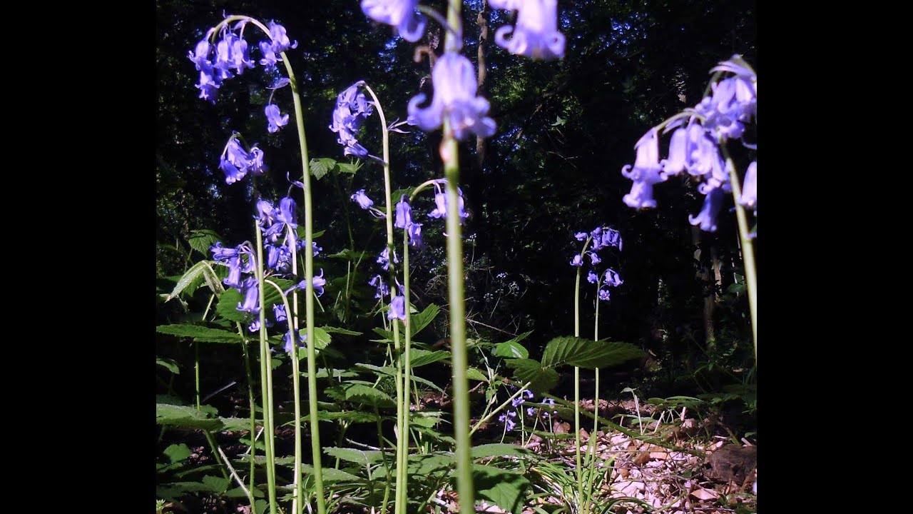 Wild Flowers : Bluebell(Hyacinthoides non-scripta)