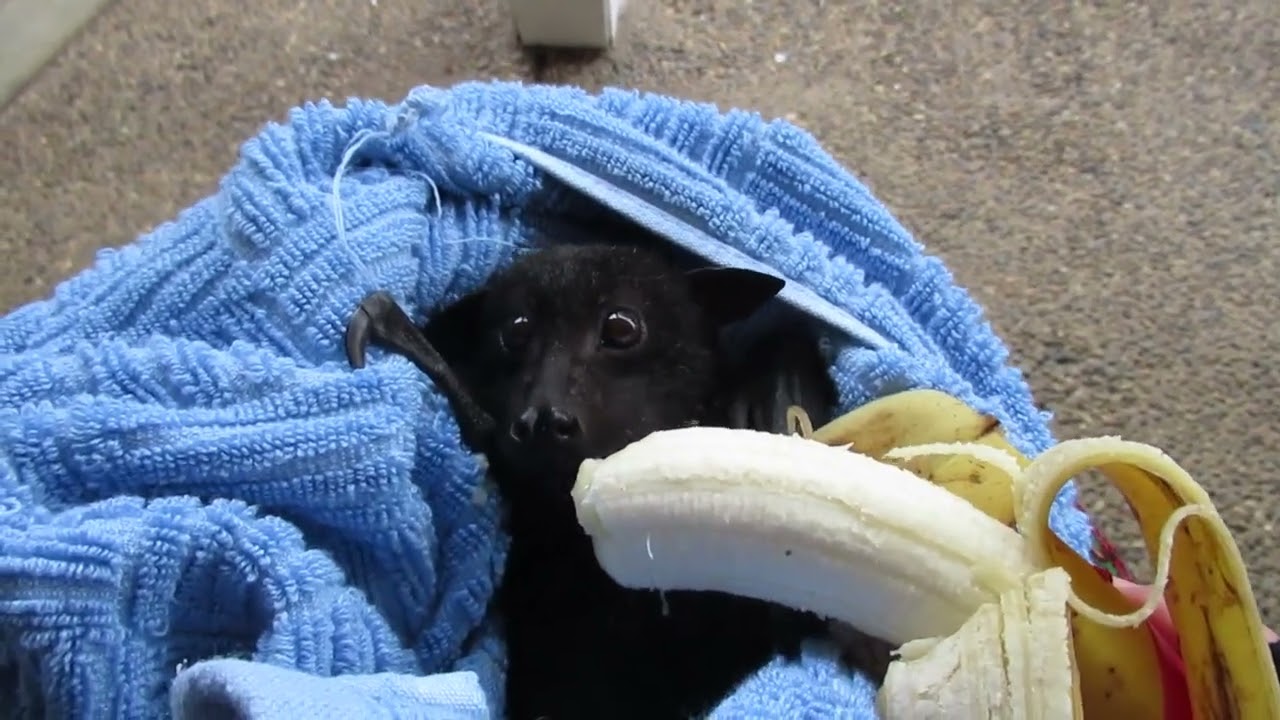 Frightened Bat Chomps on a Banana Following Rescue