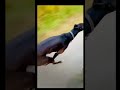Mudhol hound dog running #shorts#