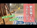 野良猫が元気になって会いに来てくれた【ツンデレも復活】