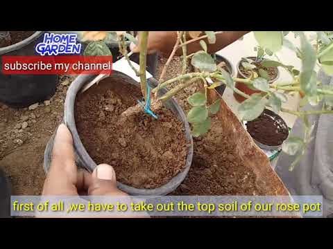 Rose care in winter || Home garden