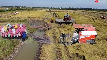 Máy Cắt Lúa KUBOTA DC 93 | Máy Kéo Lúa Qua Cầu | Máy Gặt Lúa DC 105X Bị Lún Sình Lầy | Thanh Điền