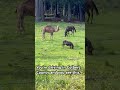 Colbert County Zoo?