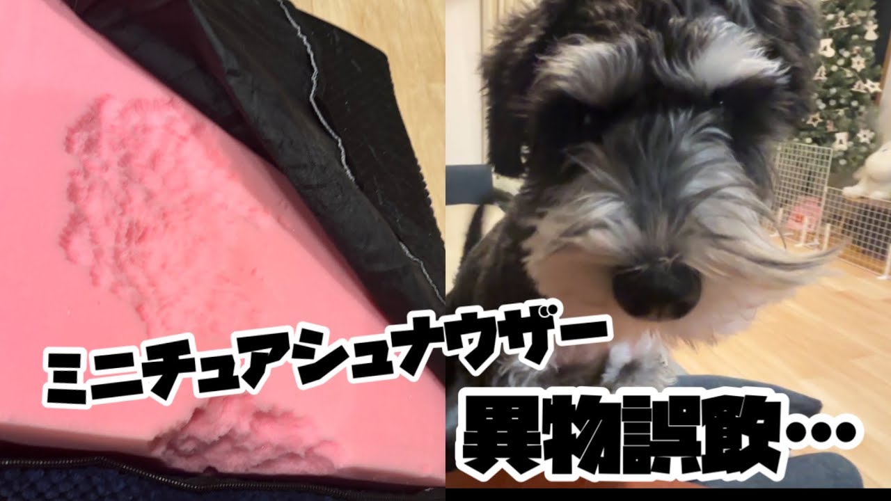 30代夫婦 ミニチュアシュナウザーが異物誤飲してしまいました…
