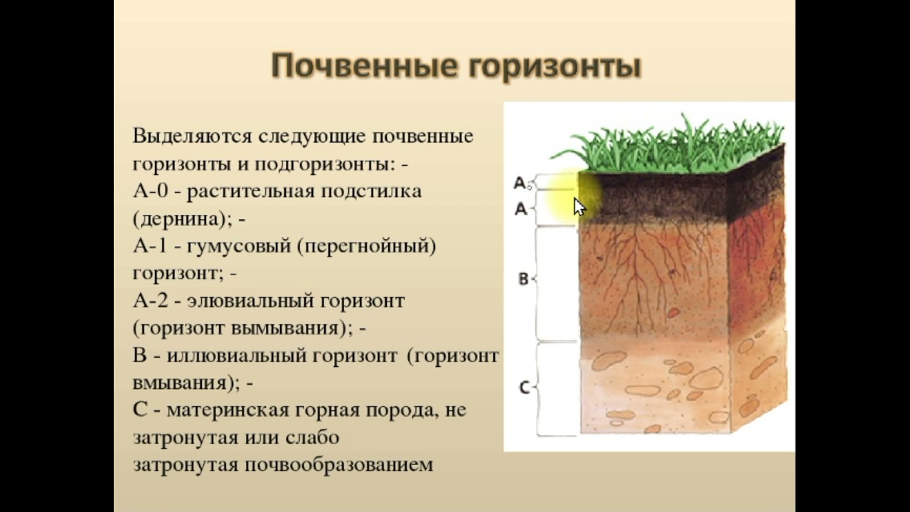 Установите последовательность образования почвы. Почвенный профиль гумусовый Горизонт. Гумусовые почвенные горизонты. Строение почвы почвенные горизонты.