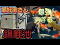 すごっ!【愛好家さんの錦鯉池】素敵すぎた… #錦鯉 #アクアリウム # koi #ろ過