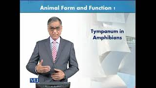 Tympanum in Amphibians | Animal Form & Function 1 (Theory) | ZOO516T_Topic073