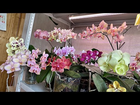 Video: Akidi ya Cymbidium Ni Nini: Maelezo Kuhusu Utunzaji wa Cymbidium Orchid