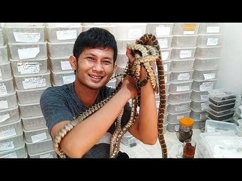 Video: Kingsnake Reptile Breed Hypoallergenic, Kesehatan Dan Umur