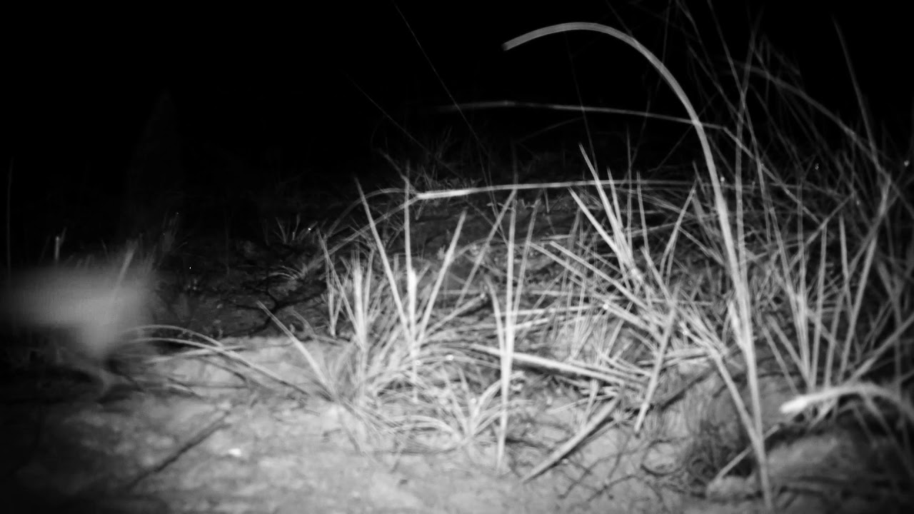 Ємуранчик 25 07 2021