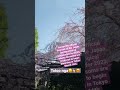 SAKURA 2023 『JAPAN09』#shorts