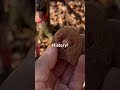 Civil War Heel Plate? #shorts #viral #metaldetecting #history #treasure #exercise #discovery