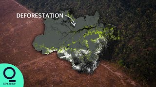 How Big Beef Is Fueling the Amazon’s Destruction screenshot 4