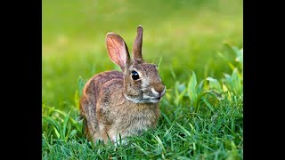 Close Up Of Wild Rabbit Making A Den. Will Watch + Post Updates Daily