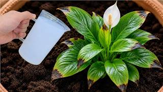 🌸Just 1 Spoon Under Any Plant – Instantly Brings It to Life!