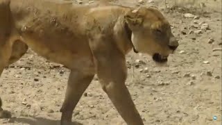 BATALLAS de ANIMALES SALVAJES - IMÁGENES INSÓLITAS de ANIMALES LUCHANDO por la SUPERVIVENCIA 🦁  🦍🐘 🐢