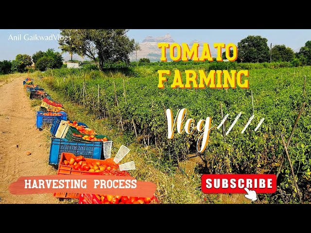 #Tomato Farming | Harvesting Process | watch full video for beautiful experience of tomato farm.. 🍅 class=