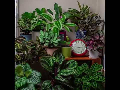 24 Hour Time-Lapse Of House Plants