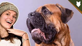 WHY ARE BULLMASTIFFS CROPPED AND DOCKED? by Will Atherton Bullmastiff Show 4,526 views 3 years ago 5 minutes, 26 seconds