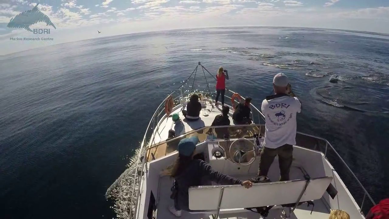 Dolphin research in NW Spain