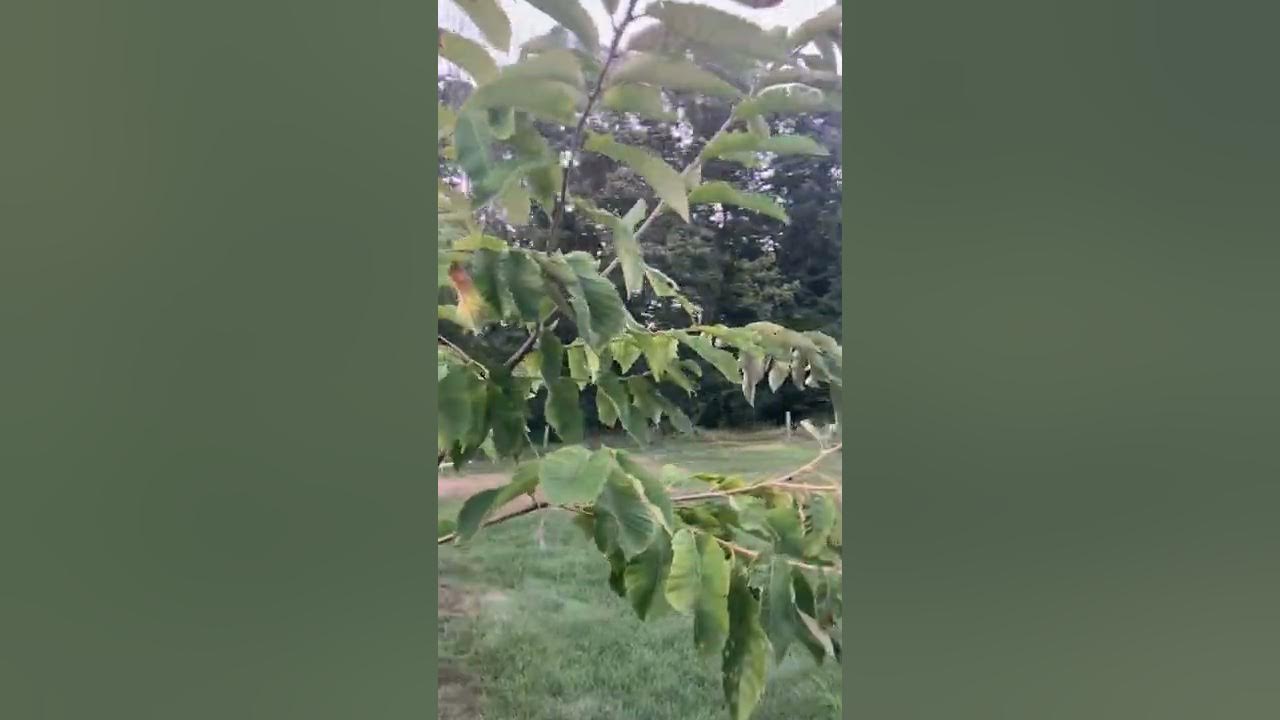 Dunstan Chestnut planted using Ellen White tree planting method YouTube